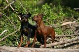 PINSCHER NAIN 114